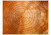 Photo Wallpaper Grain Rings - Cross-section pattern of cut wood with cracks for the living room 61046 additionalThumb 1