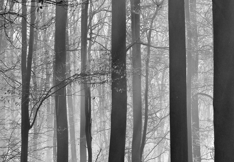 Canvas Nature: Black and White Forest - Sunlit Landscape from Forest 97546 additionalImage 5
