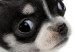 Canvas Chihuahua (1 Part) Vertical 114956 additionalThumb 5