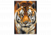 Paint by Number Kit Asian Tiger 127156 additionalThumb 7