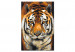 Paint by Number Kit Asian Tiger 127156 additionalThumb 6