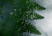 Canvas Fern in the fog - plant leaves in cold fog cloud, green and grey 134456 additionalThumb 5