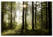 Large canvas print Summer Fog [Large Format] 137556
