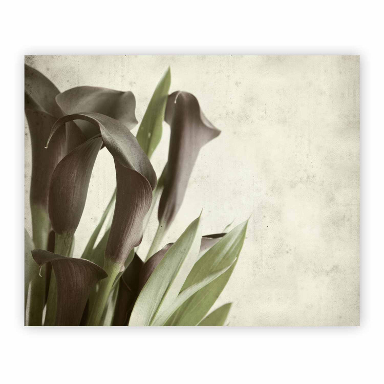 Wall Mural Dark purple calla lilies - old paper background  60456 additionalImage 1
