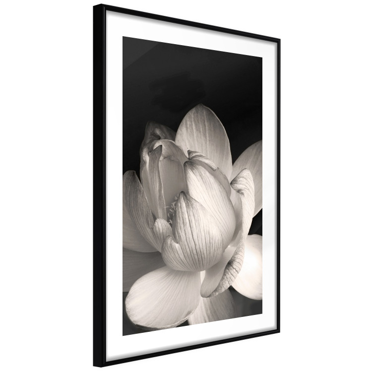Poster White Subtlety - composition with a light flower on a deep black background 117766 additionalImage 3