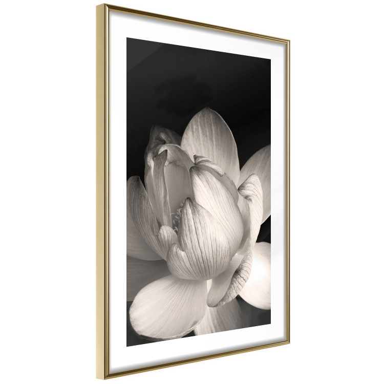 Poster White Subtlety - composition with a light flower on a deep black background 117766 additionalImage 5