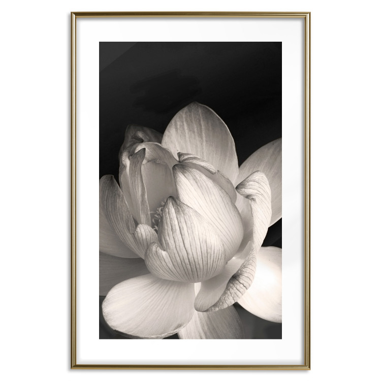 Poster White Subtlety - composition with a light flower on a deep black background 117766 additionalImage 14
