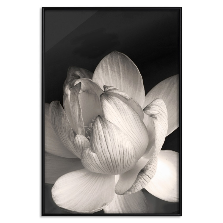Poster White Subtlety - composition with a light flower on a deep black background 117766 additionalImage 18