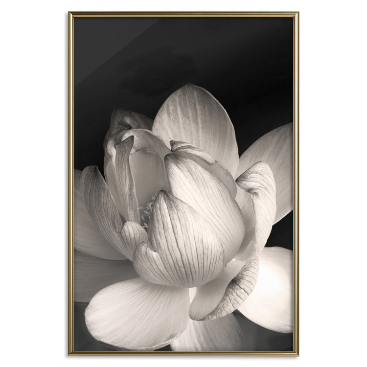 Poster White Subtlety - composition with a light flower on a deep black background 117766 additionalImage 16