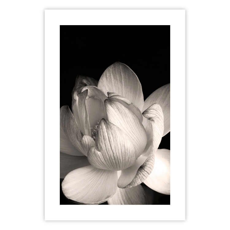 Poster White Subtlety - composition with a light flower on a deep black background 117766 additionalImage 19