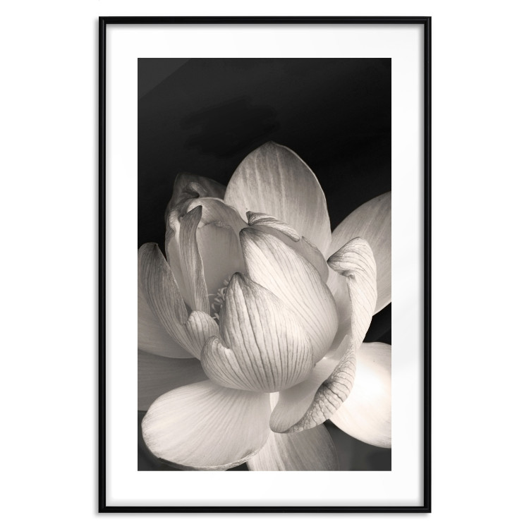 Poster White Subtlety - composition with a light flower on a deep black background 117766 additionalImage 15