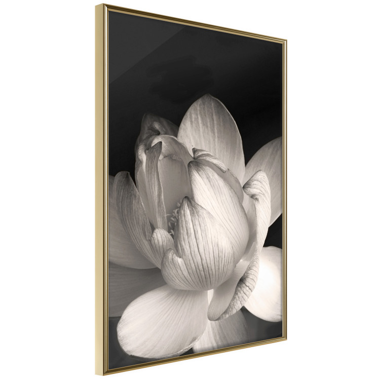 Poster White Subtlety - composition with a light flower on a deep black background 117766 additionalImage 2