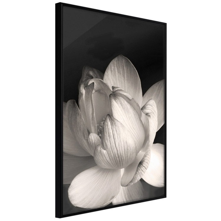 Poster White Subtlety - composition with a light flower on a deep black background 117766 additionalImage 4