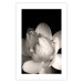Poster White Subtlety - composition with a light flower on a deep black background 117766 additionalThumb 19
