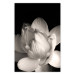 Poster White Subtlety - composition with a light flower on a deep black background 117766