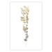 Poster Golden Branch - golden-gray plant on a contrasting white background 125366