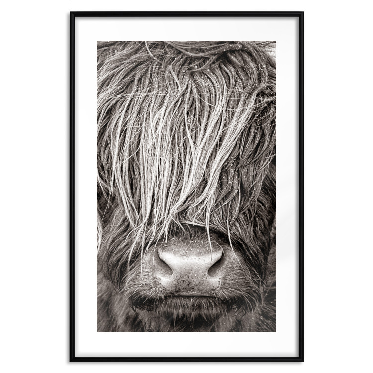 Poster Face to Face with Nature - black and white portrait of an animal with hair 130266 additionalImage 17