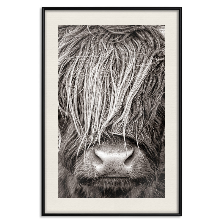 Poster Face to Face with Nature - black and white portrait of an animal with hair 130266 additionalImage 19