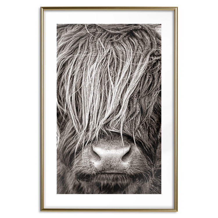Poster Face to Face with Nature - black and white portrait of an animal with hair 130266 additionalImage 14