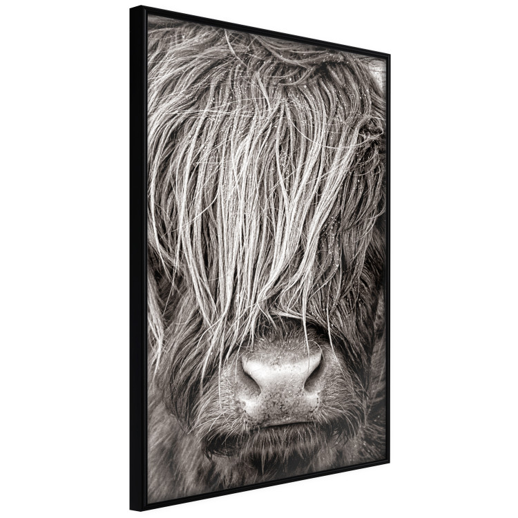 Poster Face to Face with Nature - black and white portrait of an animal with hair 130266 additionalImage 11