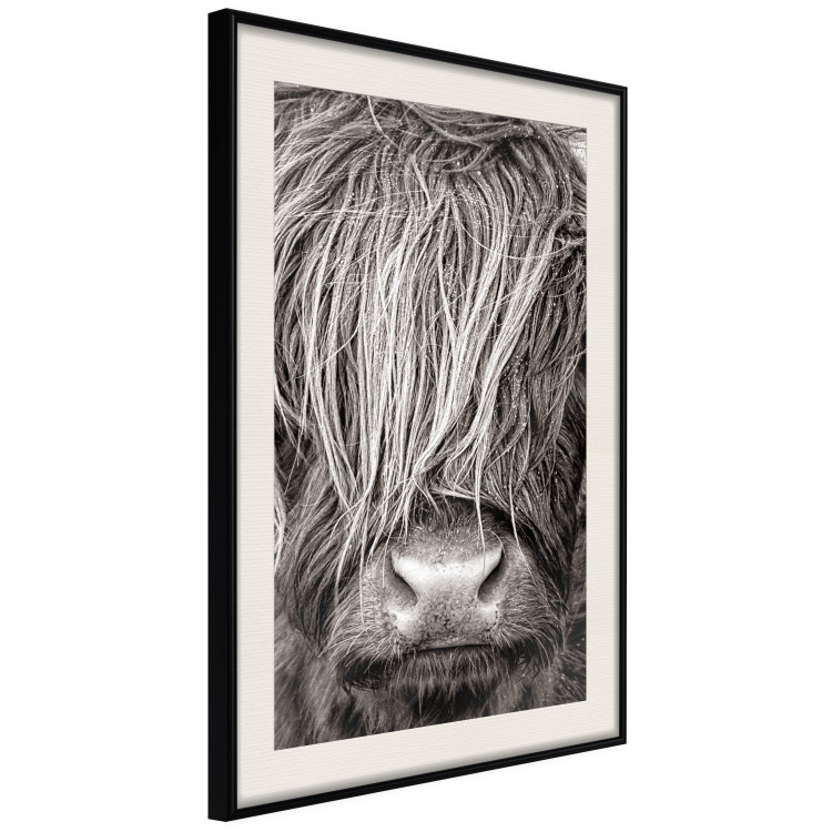 Poster Face to Face with Nature - black and white portrait of an animal with hair 130266 additionalImage 2