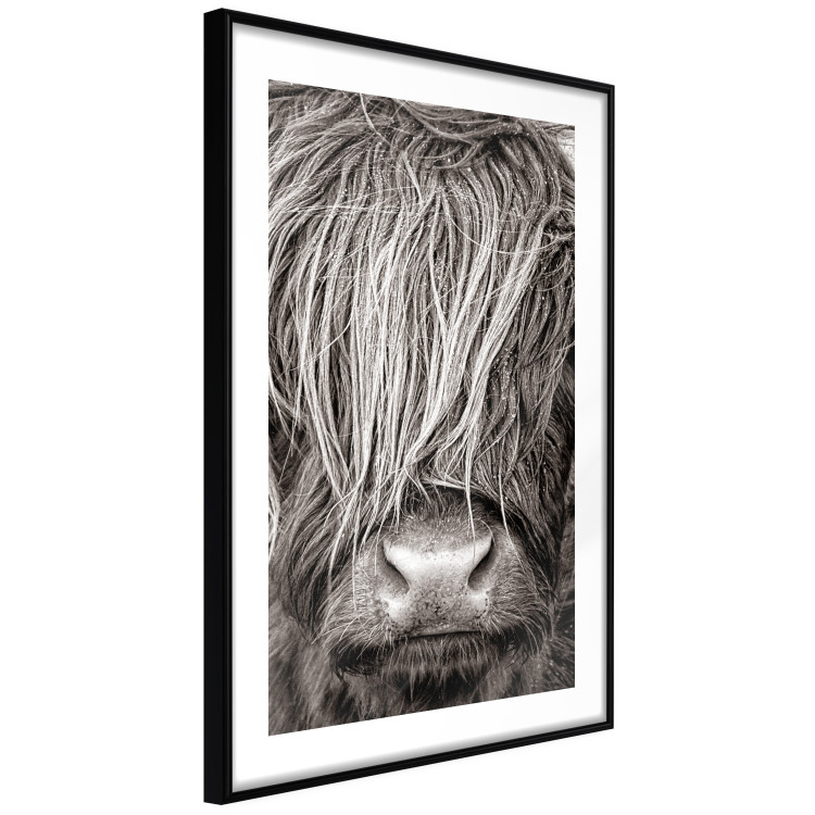 Poster Face to Face with Nature - black and white portrait of an animal with hair 130266 additionalImage 8