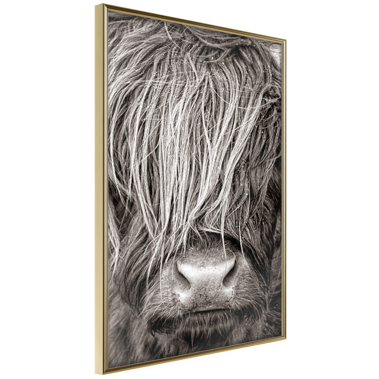 Poster Face to Face with Nature - black and white portrait of an animal with hair 130266 additionalImage 12