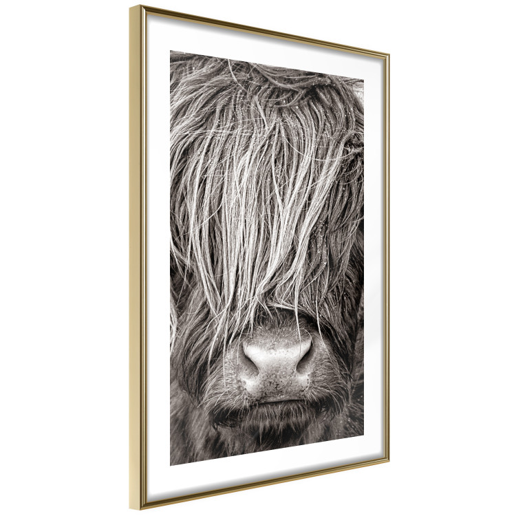 Poster Face to Face with Nature - black and white portrait of an animal with hair 130266 additionalImage 9