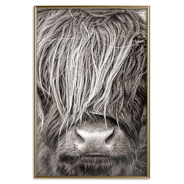 Poster Face to Face with Nature - black and white portrait of an animal with hair 130266 additionalImage 21