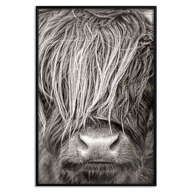 Poster Face to Face with Nature - black and white portrait of an animal with hair 130266 additionalImage 16