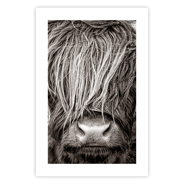 Poster Face to Face with Nature - black and white portrait of an animal with hair 130266 additionalImage 25