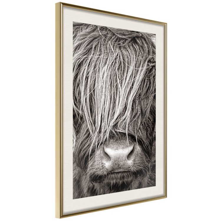 Poster Face to Face with Nature - black and white portrait of an animal with hair 130266 additionalImage 3