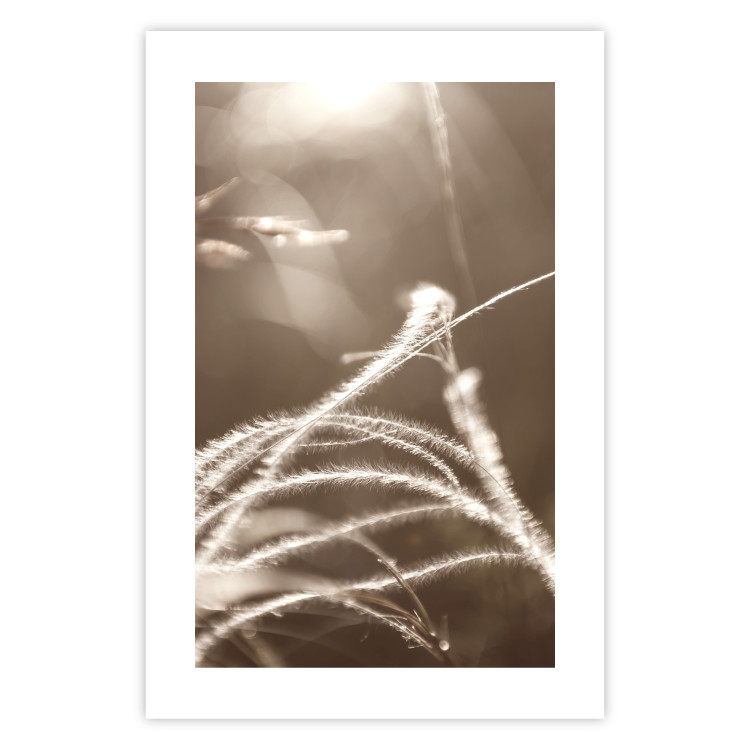 Wall Poster Fluffy Grass - a natural landscape of grass on a meadow in sepia tones 130766 additionalImage 19
