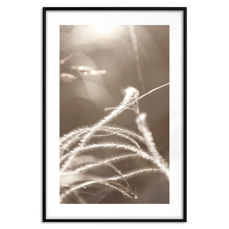 Wall Poster Fluffy Grass - a natural landscape of grass on a meadow in sepia tones 130766 additionalImage 15