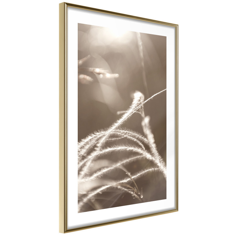 Wall Poster Fluffy Grass - a natural landscape of grass on a meadow in sepia tones 130766 additionalImage 9