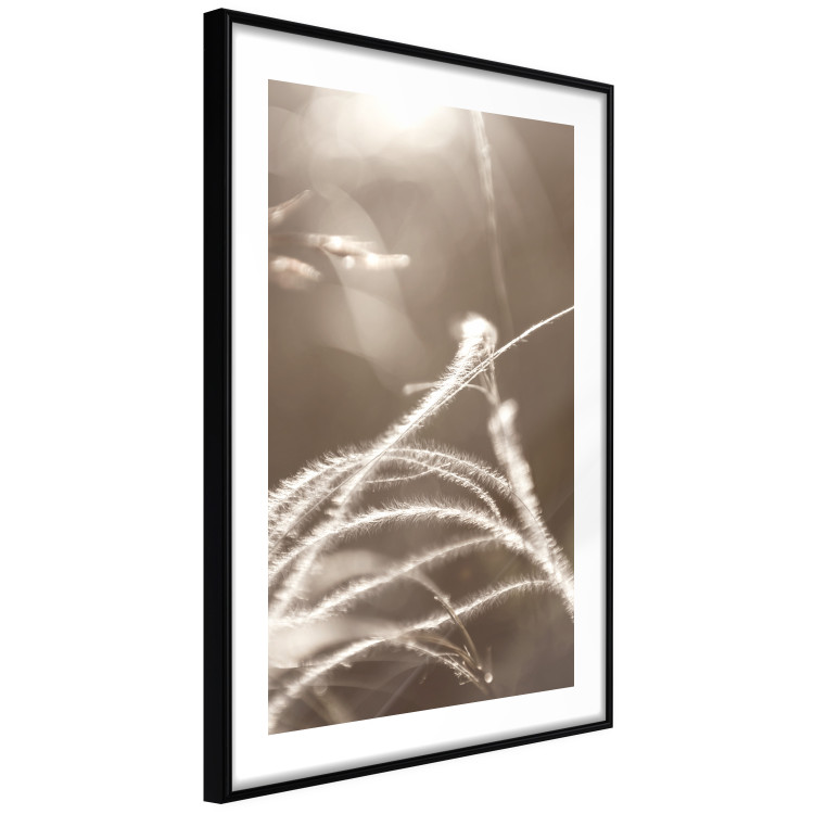 Wall Poster Fluffy Grass - a natural landscape of grass on a meadow in sepia tones 130766 additionalImage 12