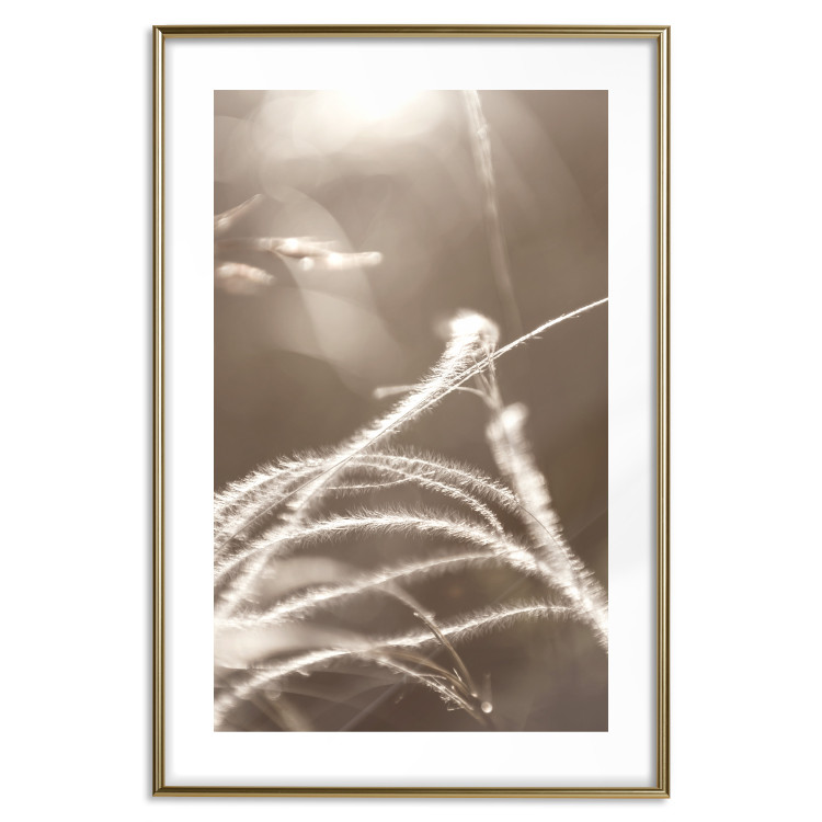 Wall Poster Fluffy Grass - a natural landscape of grass on a meadow in sepia tones 130766 additionalImage 14