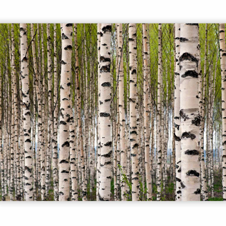 Photo Wallpaper Birch Grove - Forest Landscape with Numerous Tree Trunks in the Center 60566 additionalImage 1