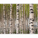 Photo Wallpaper Birch Grove - Forest Landscape with Numerous Tree Trunks in the Center 60566 additionalThumb 5