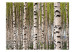 Photo Wallpaper Birch Grove - Forest Landscape with Numerous Tree Trunks in the Center 60566 additionalThumb 1