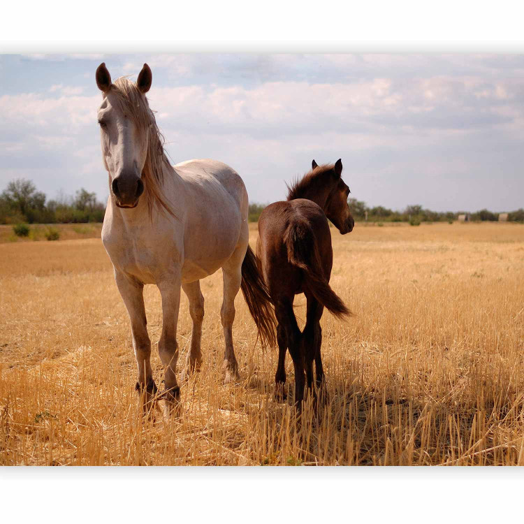 Photo Wallpaper Horse and foal 60966 additionalImage 5