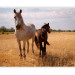 Photo Wallpaper Horse and foal 60966 additionalThumb 5