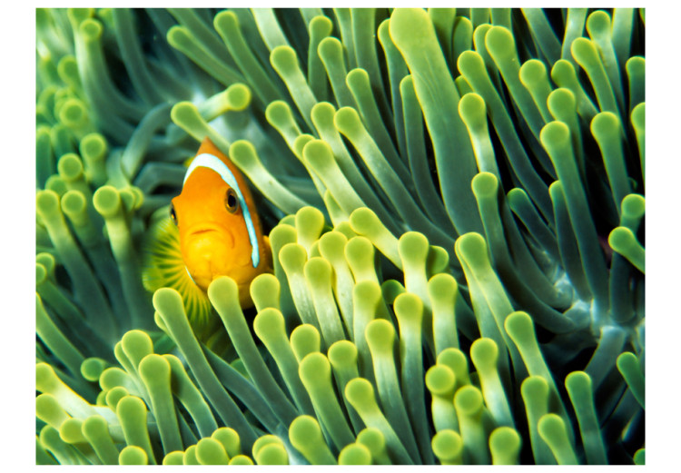 Photo Wallpaper Marine Nature - Clownfish among green coral reef 61266 additionalImage 1