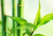 Canvas Print Green Bamboo 97466 additionalThumb 5