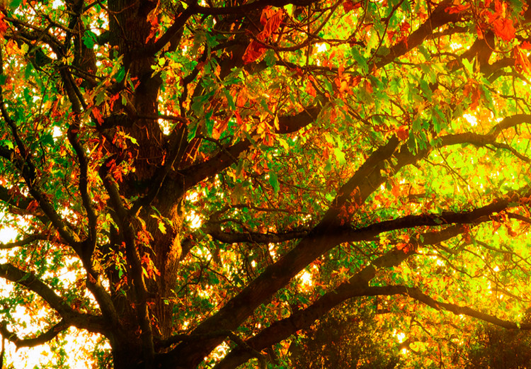 Canvas Print Enchanting Autumn 98566 additionalImage 5