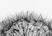 Canvas Nature's Lightness (1-part) - Dandelion Flower in Black and White 114976 additionalThumb 4