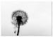 Canvas Nature's Lightness (1-part) - Dandelion Flower in Black and White 114976
