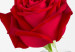 Poster The Rose - English captions and red rose flower in water-filled vase 123576 additionalThumb 9
