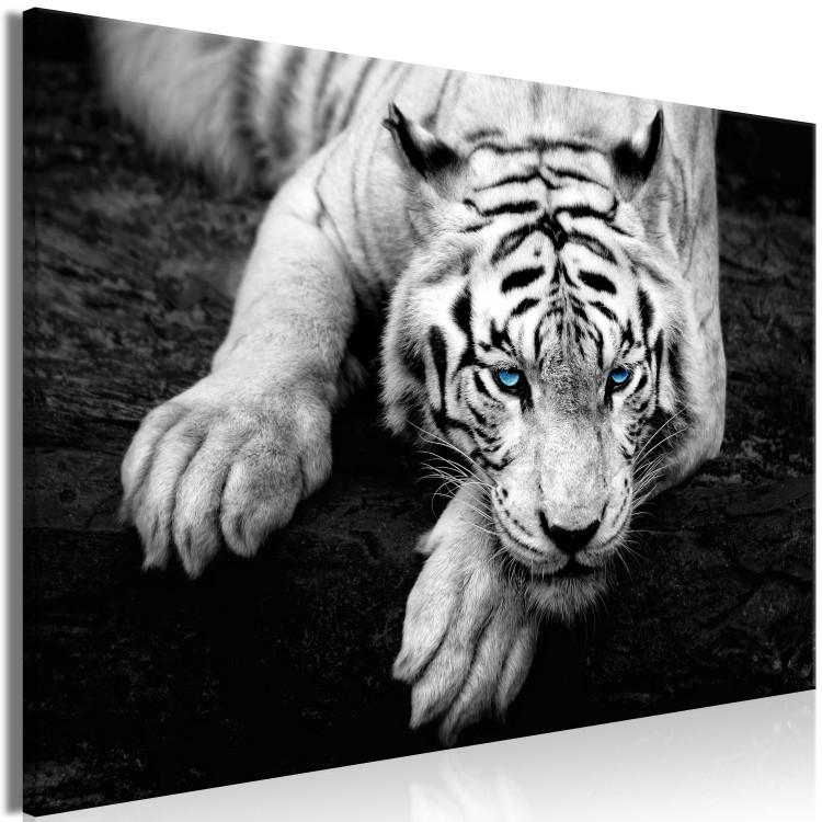 Canvas Art Print Menacing Look (1-part) wide - second variant - animals 128776 additionalImage 2