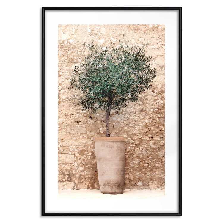 Wall Poster Tuscan Green - summer composition with green plant in a pot 129476 additionalImage 15